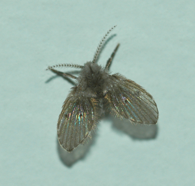 Closeup of a small, gray, moth-like fly.